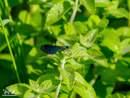 Dragonfly - Ważka